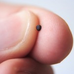 mustard seed2