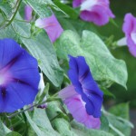 Morning Glories